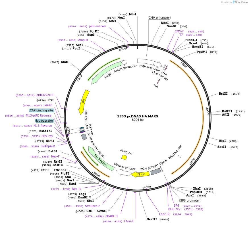 10716-plasmid-map-sequence-id-224229