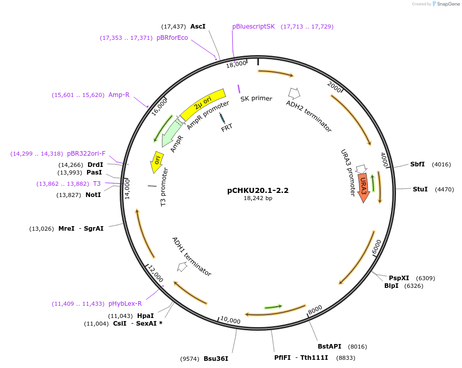 115531-plasmid-map-sequence-id-224232