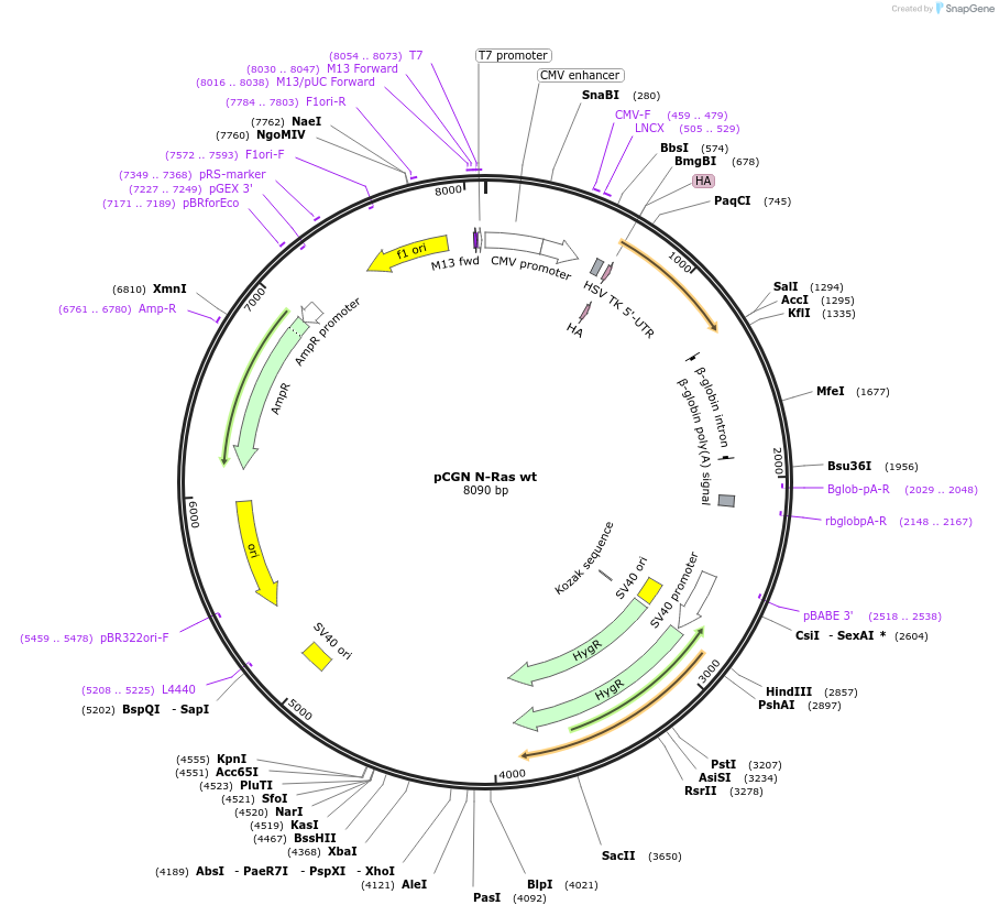 14723-plasmid-map-sequence-id-224235