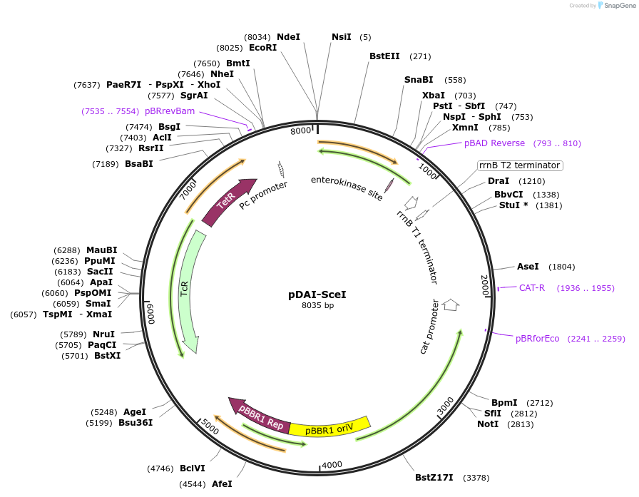 32061-plasmid-map-sequence-id-224239