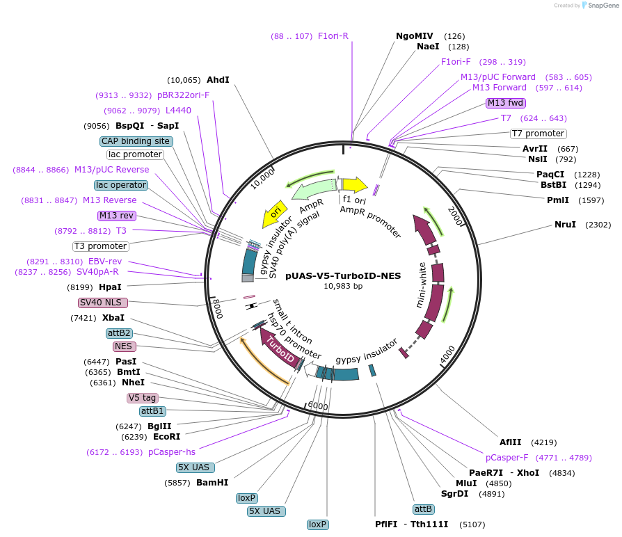 116904-plasmid-map-sequence-id-224242