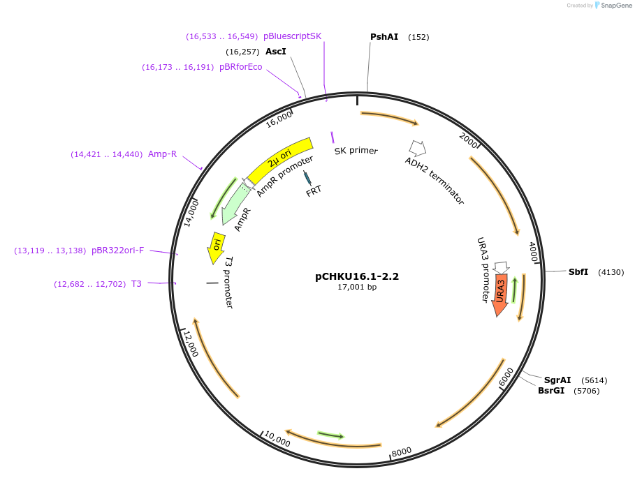 115529-plasmid-map-sequence-id-224266