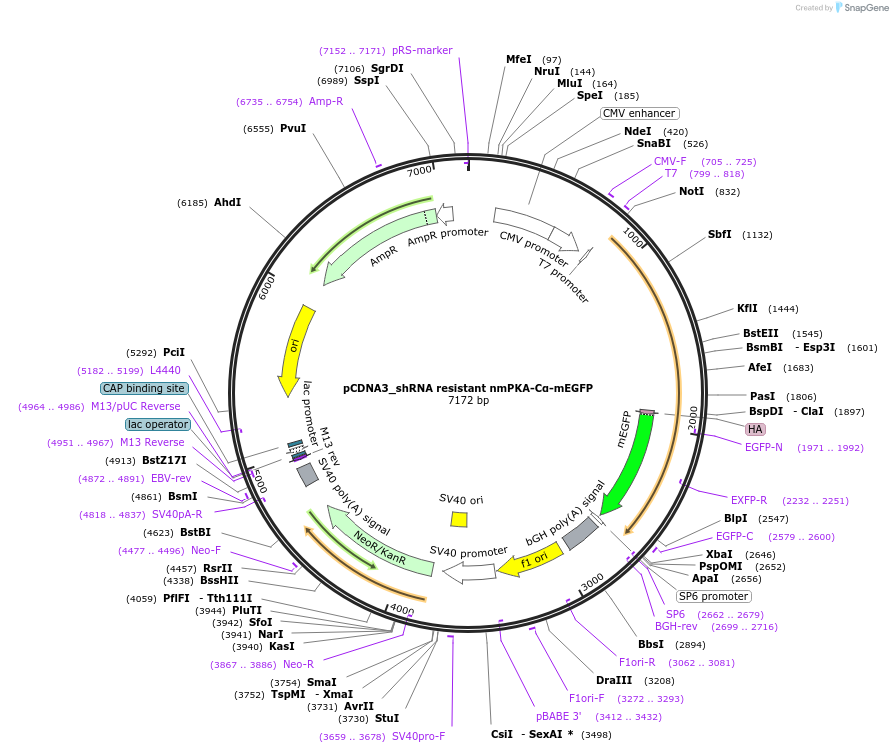 114144-plasmid-map-sequence-id-224274