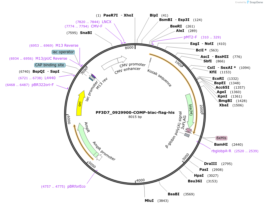 110980-plasmid-map-sequence-id-224276