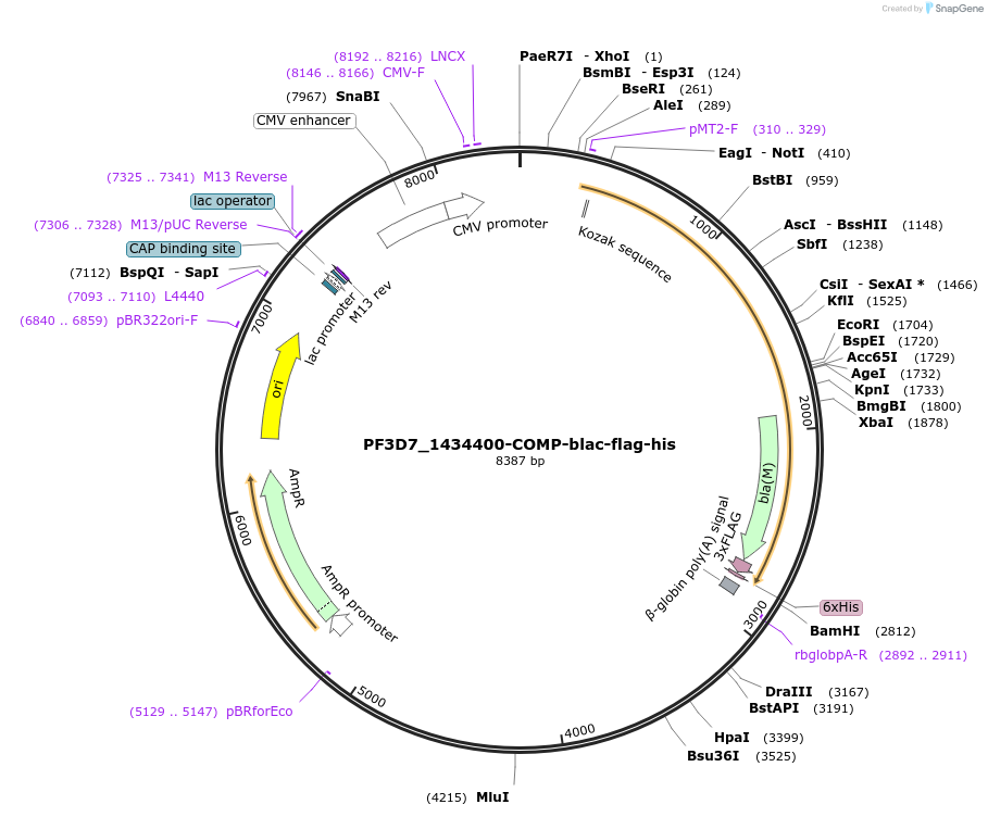 110981-plasmid-map-sequence-id-224279