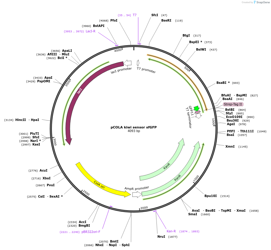 107368-plasmid-map-sequence-id-224289