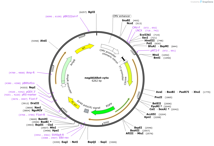 114733-plasmid-map-sequence-id-224298