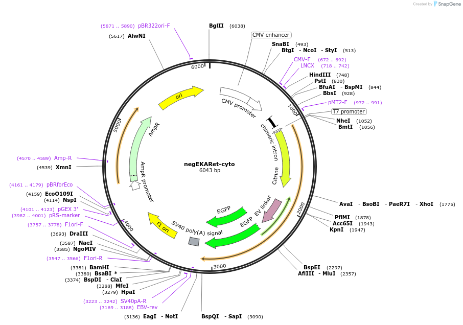 114734-plasmid-map-sequence-id-224302