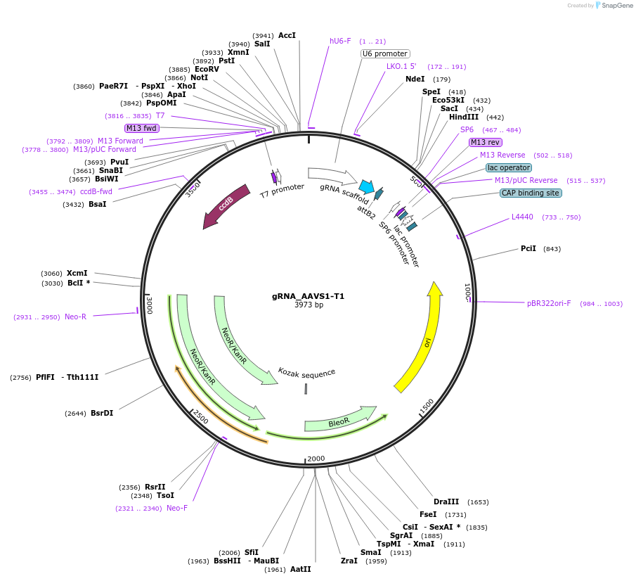 41817-plasmid-map-sequence-id-224317