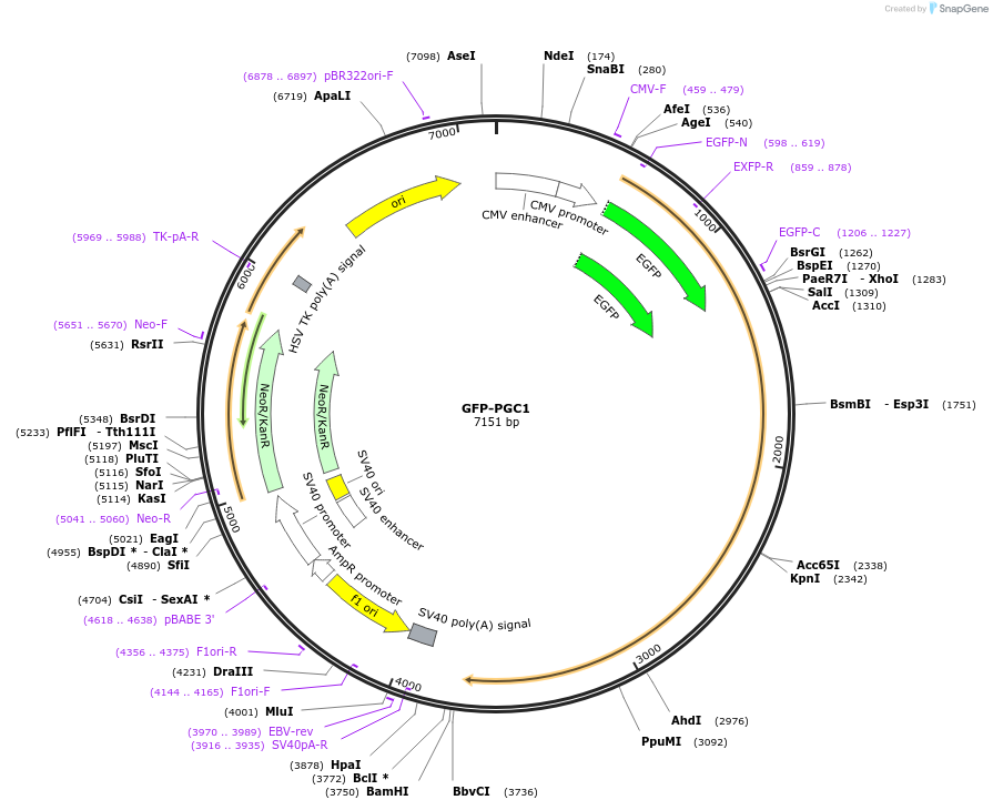 4-plasmid-map-sequence-id-224336