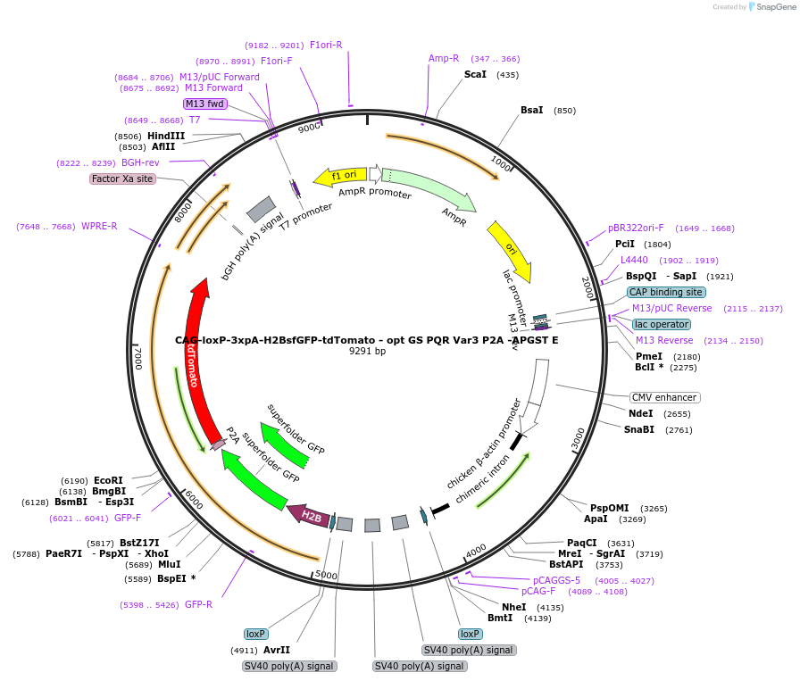 113847-plasmid-map-sequence-id-224343