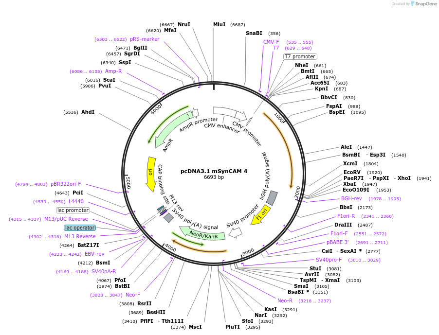 115499-plasmid-map-sequence-id-224345