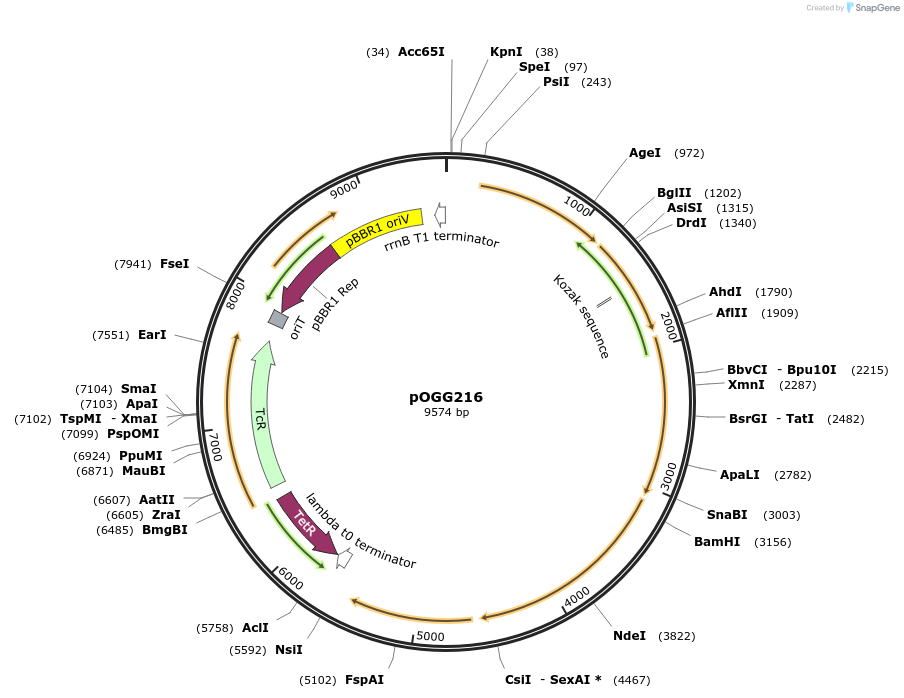 114002-plasmid-map-sequence-id-224356
