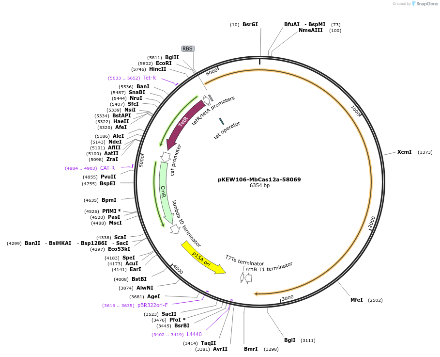 115653-plasmid-map-sequence-id-224372