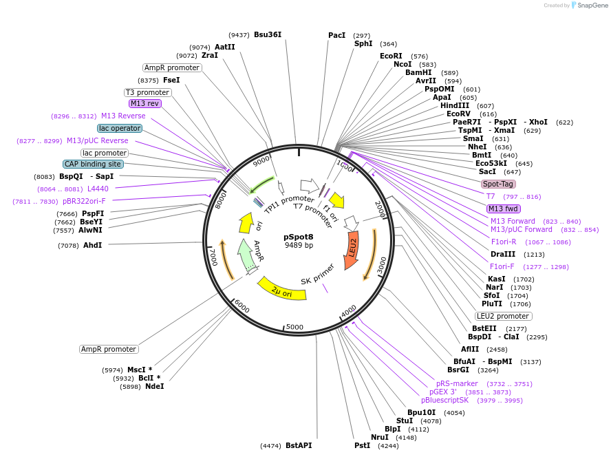 117064-plasmid-map-sequence-id-224375