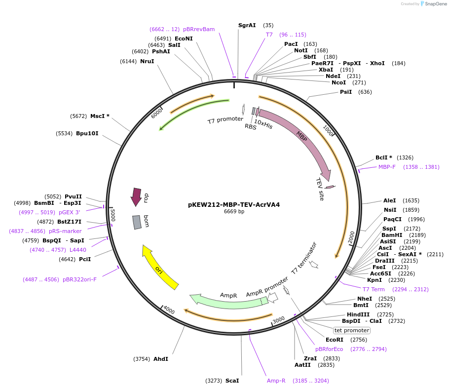 115658-plasmid-map-sequence-id-224386