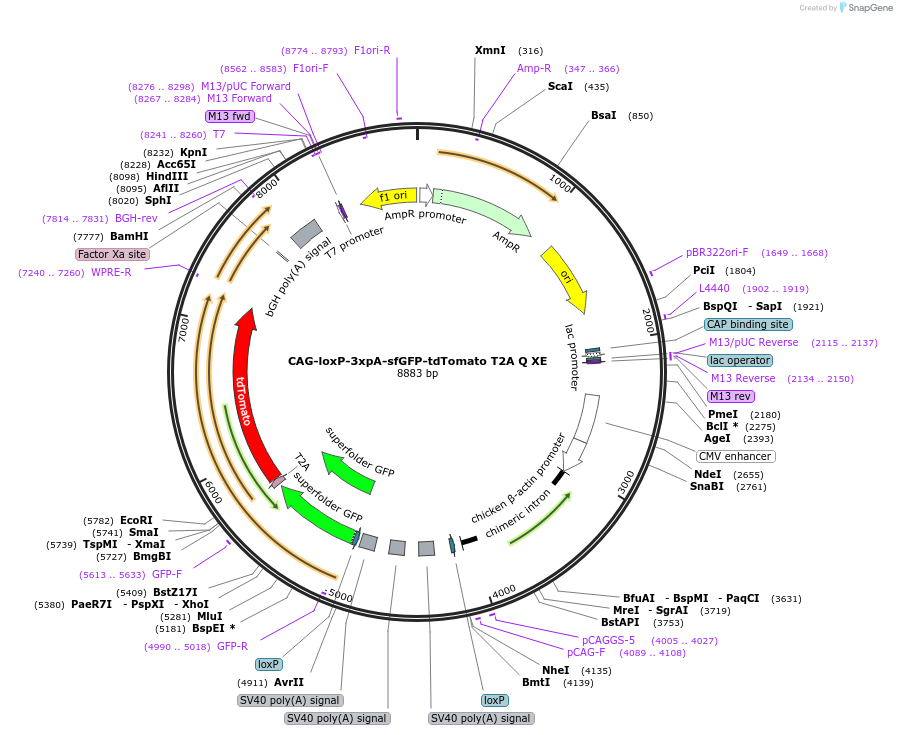 113852-plasmid-map-sequence-id-224394