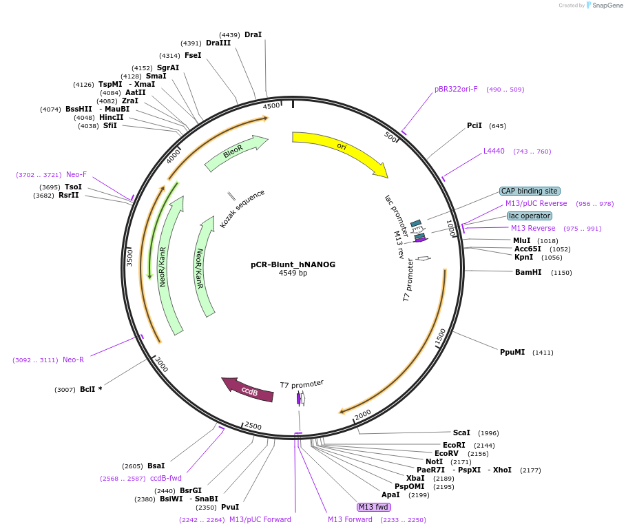 112639-plasmid-map-sequence-id-224405