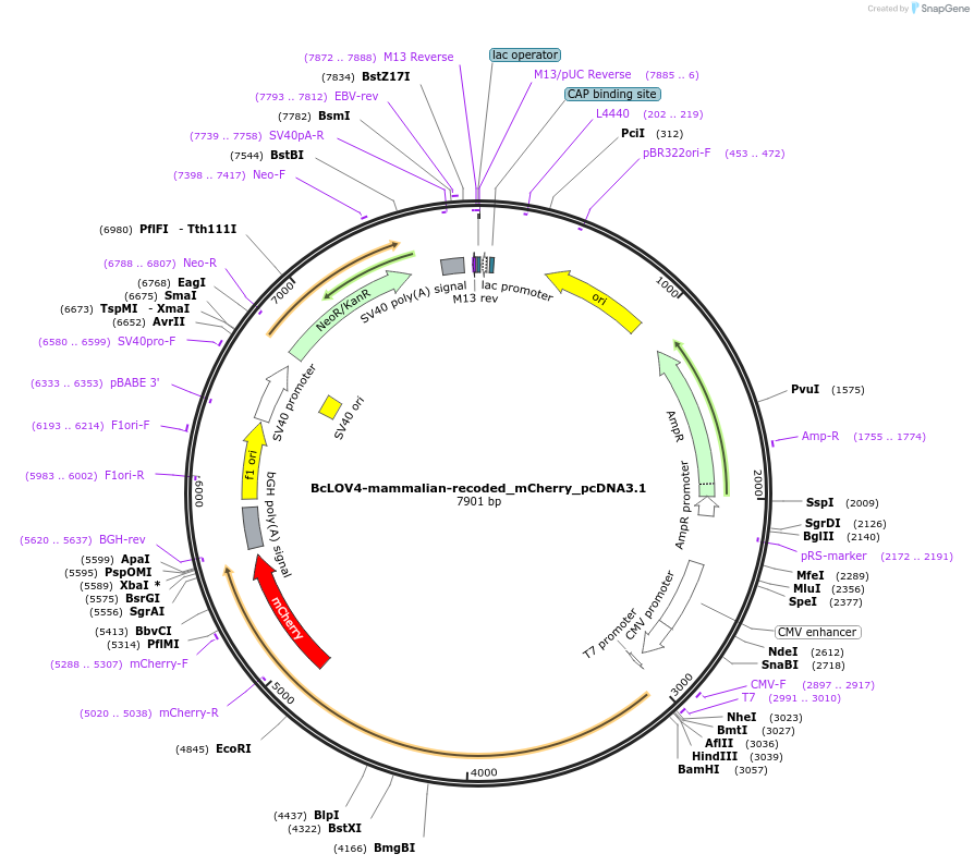 114595-plasmid-map-sequence-id-224407