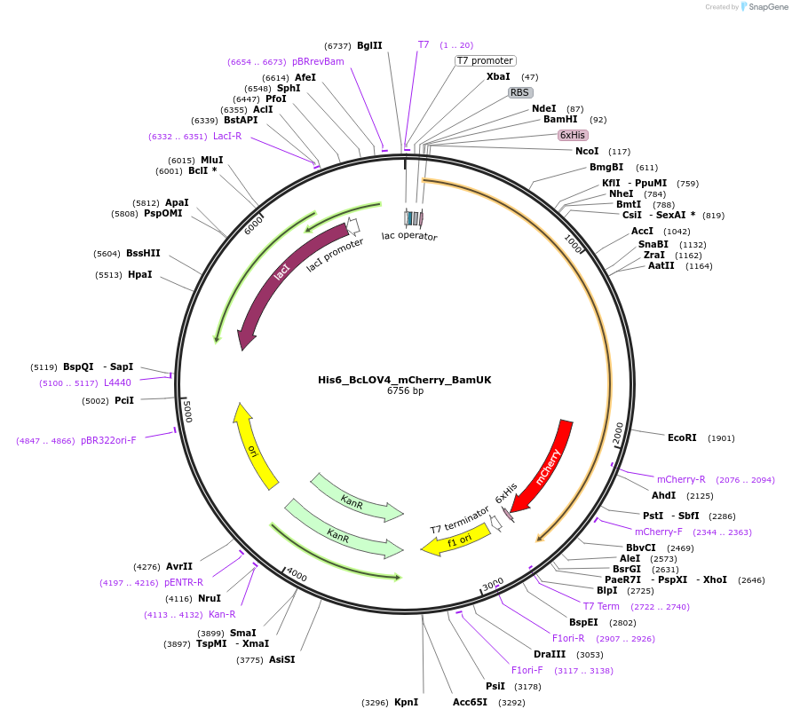 114596-plasmid-map-sequence-id-224408
