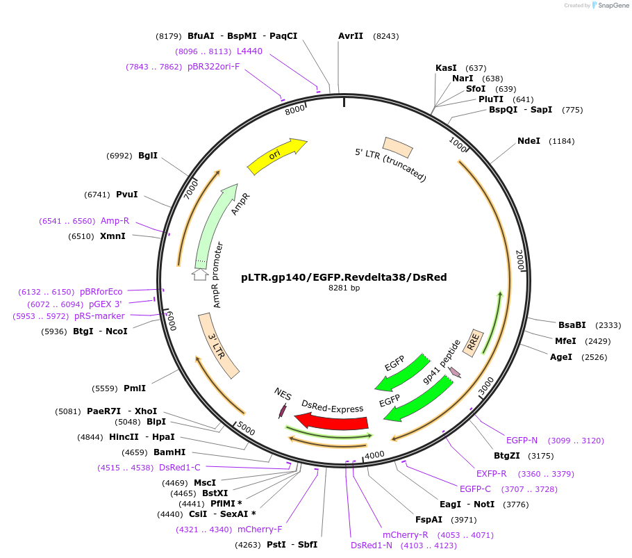115775-plasmid-map-sequence-id-224438
