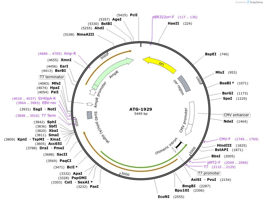 108712-plasmid-map-sequence-id-224541