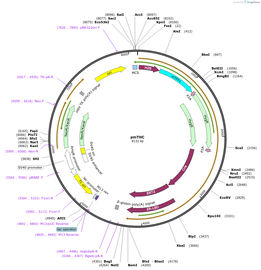 112616-plasmid-map-sequence-id-224548
