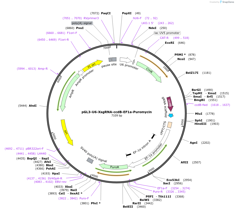 115519-plasmid-map-sequence-id-224555
