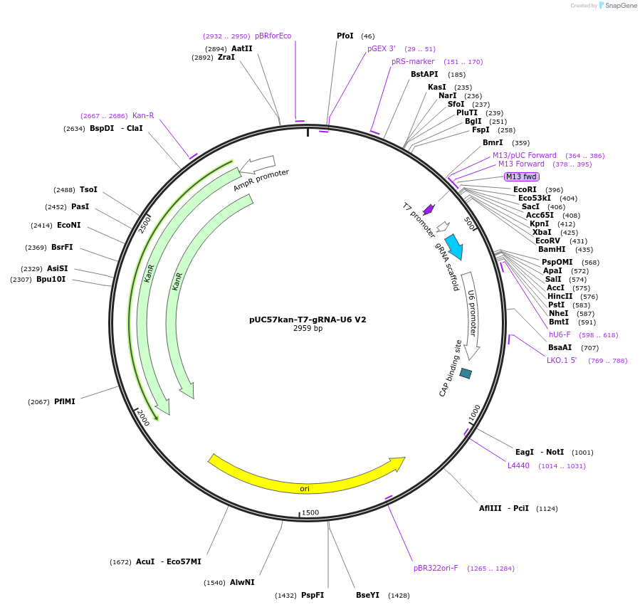 115520-plasmid-map-sequence-id-224556