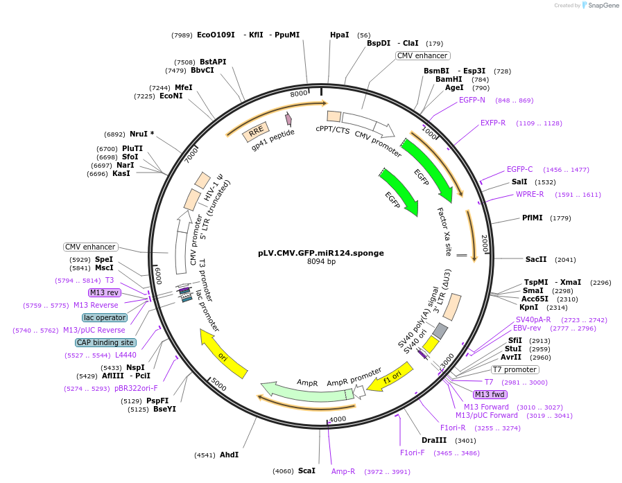 115975-plasmid-map-sequence-id-224558