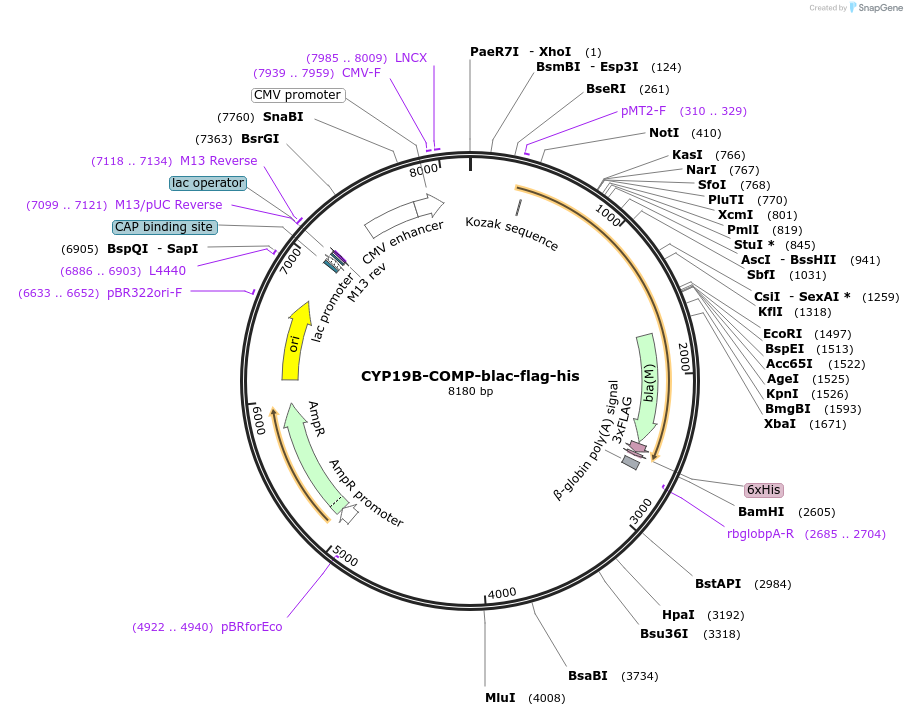 111007-plasmid-map-sequence-id-224561