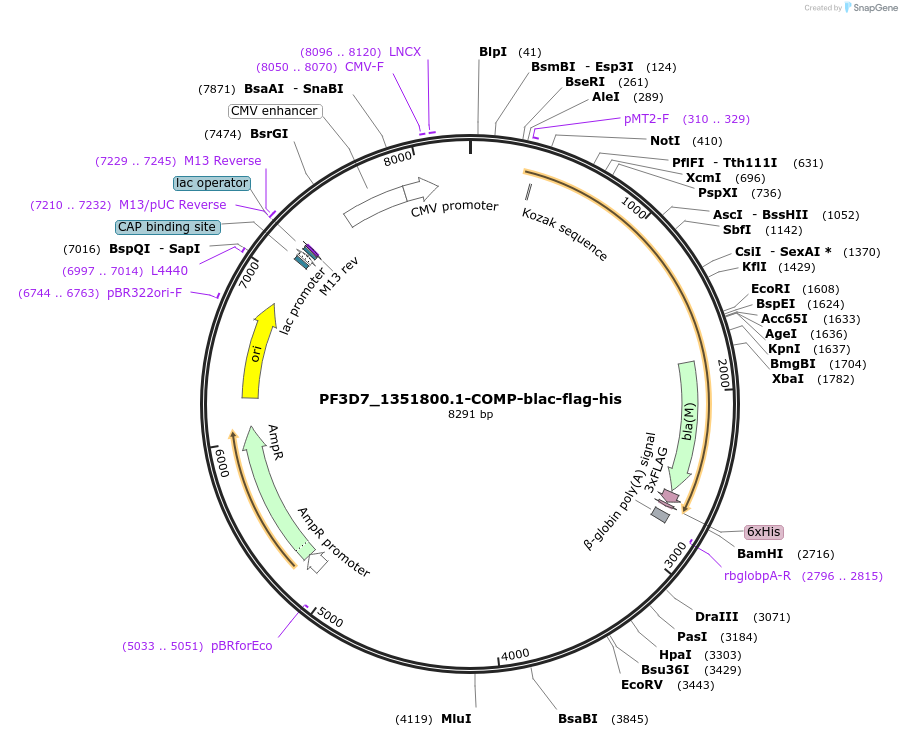 111009-plasmid-map-sequence-id-224563