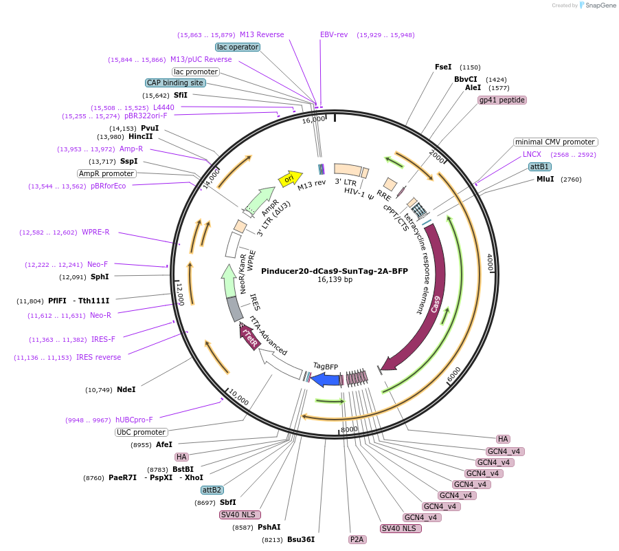 115779-plasmid-map-sequence-id-224564