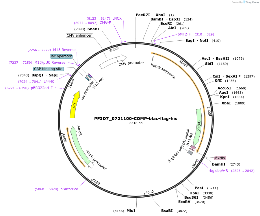 111010-plasmid-map-sequence-id-224566