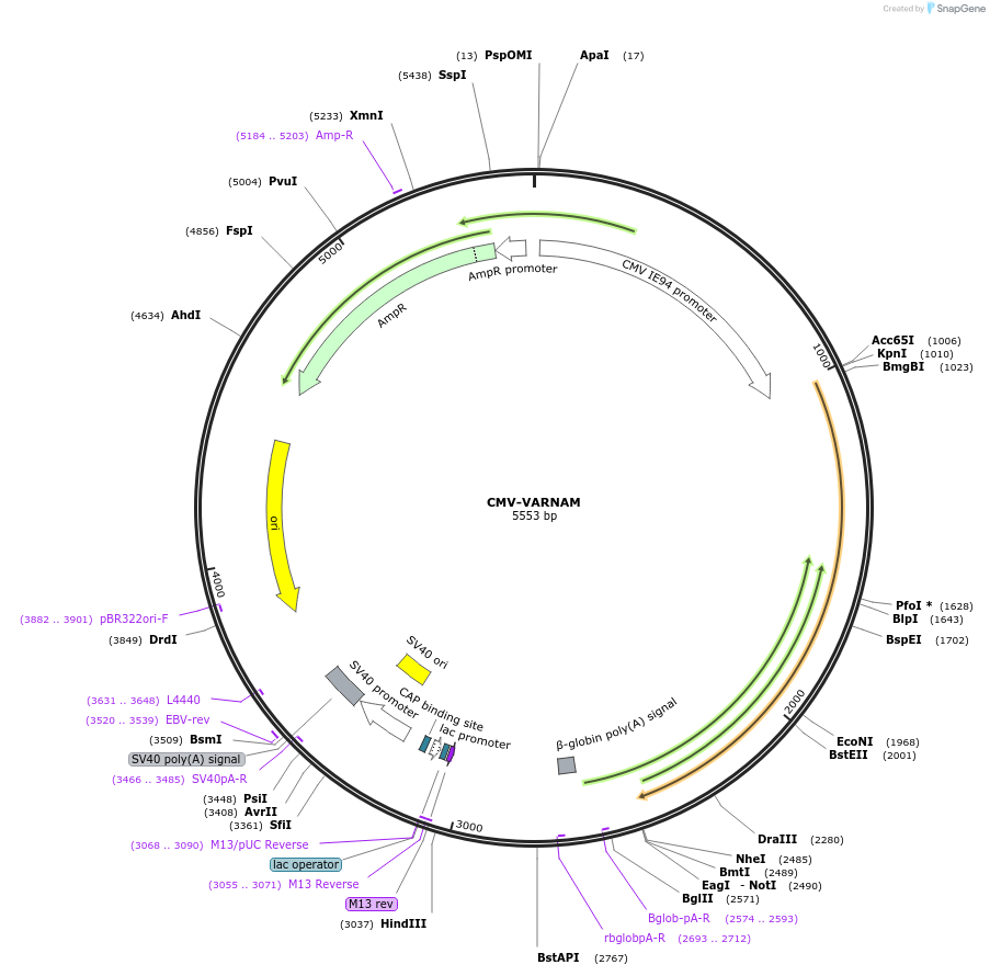 115552-plasmid-map-sequence-id-224570