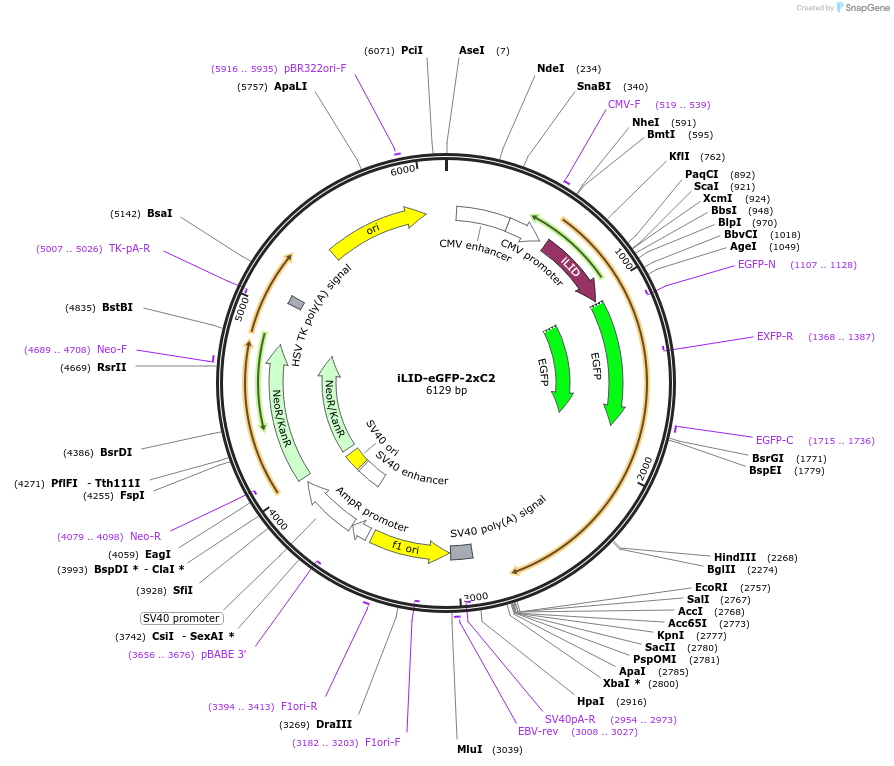 114416-plasmid-map-sequence-id-224580