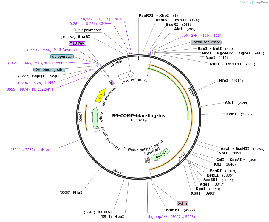 111020-plasmid-map-sequence-id-224595