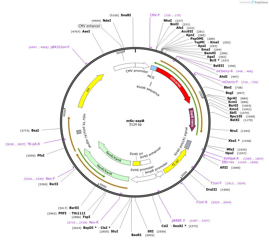 114421-plasmid-map-sequence-id-224707