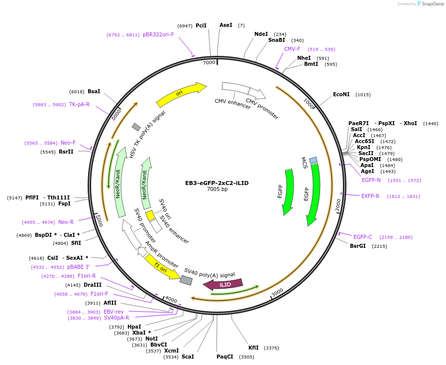 114419-plasmid-map-sequence-id-224714