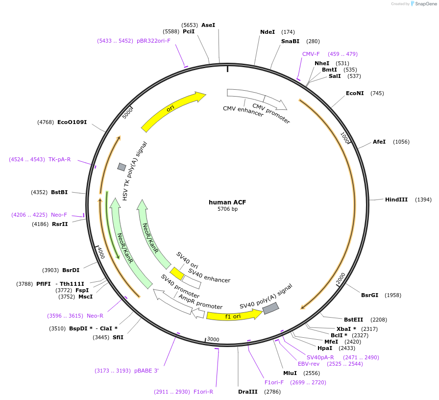 112860-plasmid-map-sequence-id-224730
