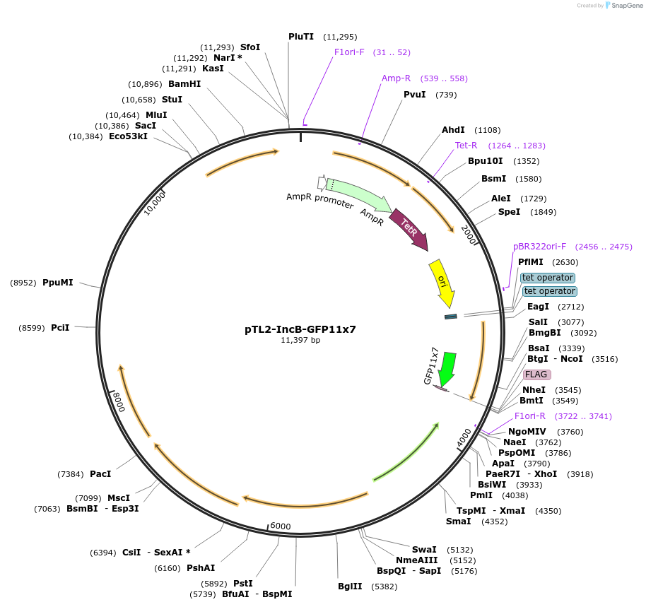 113031-plasmid-map-sequence-id-224745