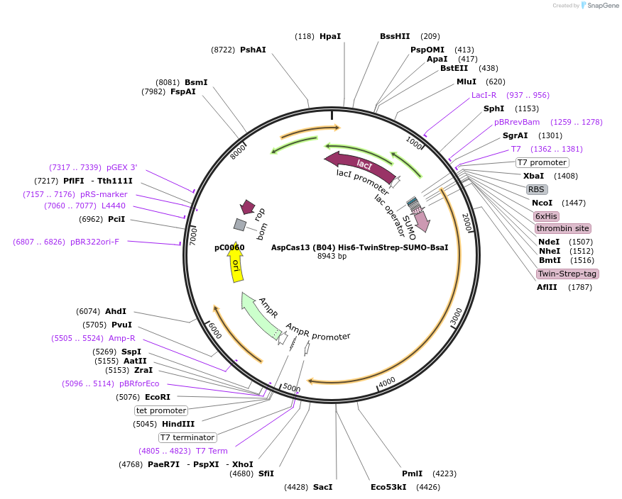 115210-plasmid-map-sequence-id-224746