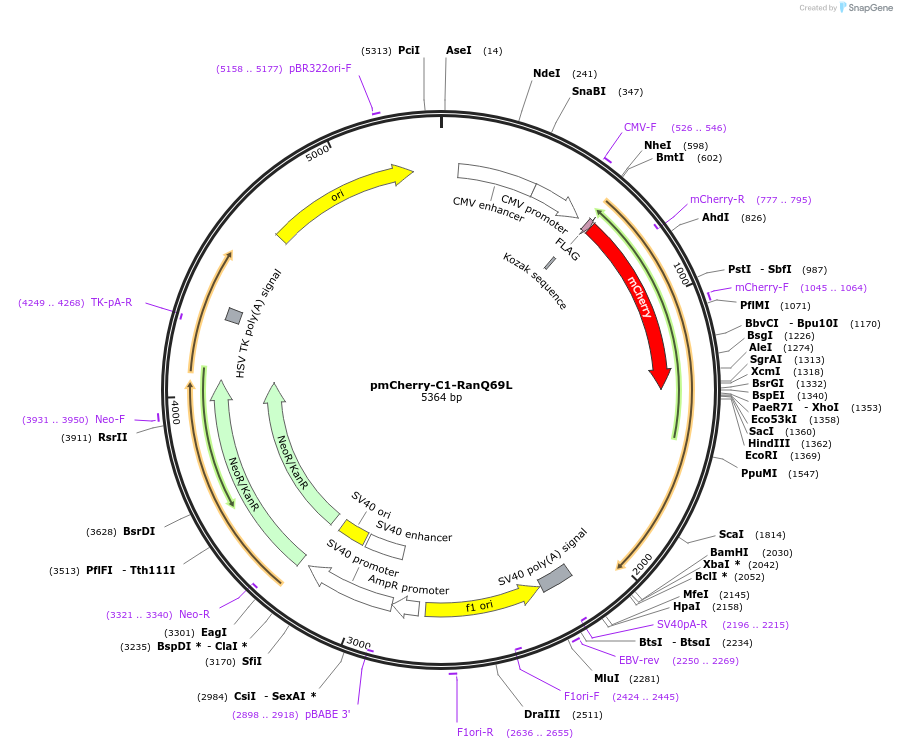 30309-plasmid-map-sequence-id-224747