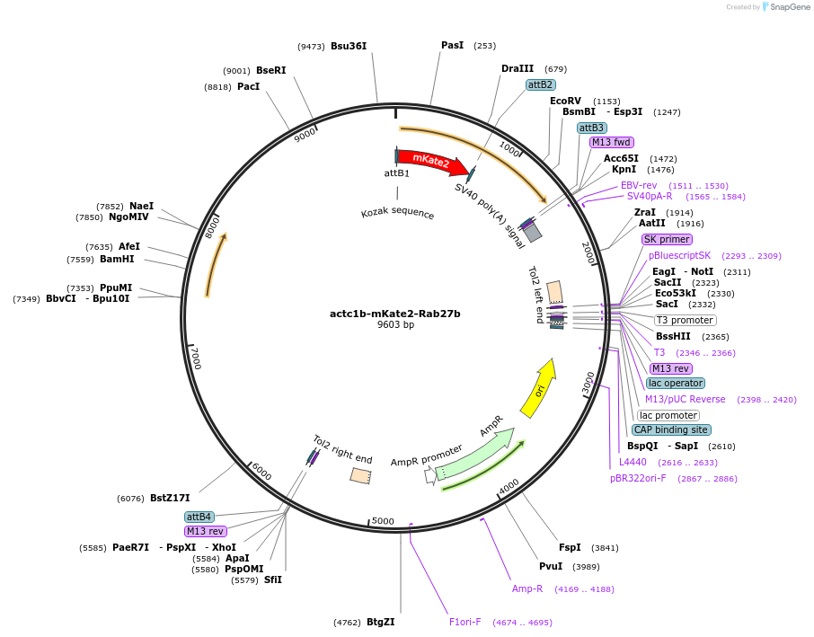 109762-plasmid-map-sequence-id-224749