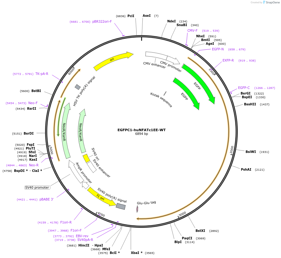 24219-plasmid-map-sequence-id-224759