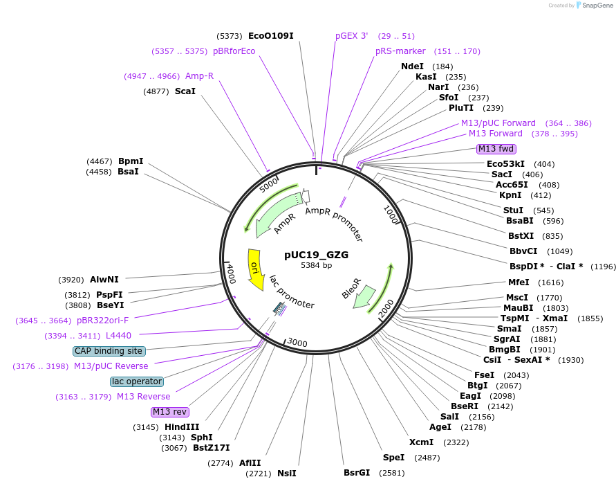 117226-plasmid-map-sequence-id-224760