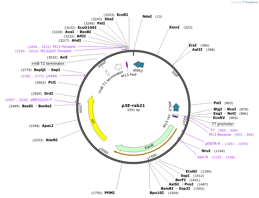 109678-plasmid-map-sequence-id-224774