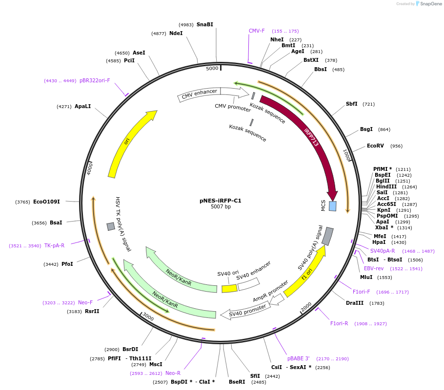 116863-plasmid-map-sequence-id-224782