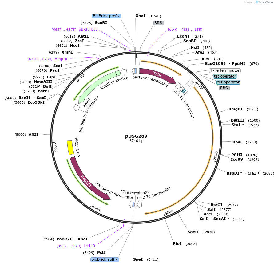 115608-plasmid-map-sequence-id-224791