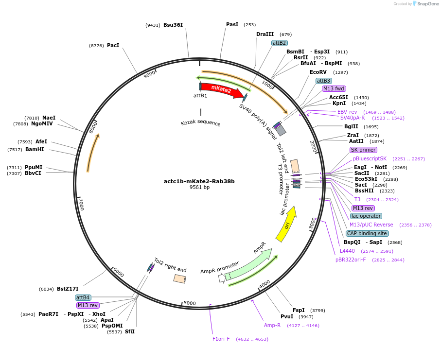 109765-plasmid-map-sequence-id-224801
